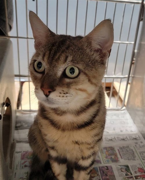 CATALLUS - Domestic Short Hair available for adoption