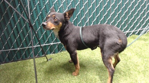 FOXY - Chihuahua available for adoption