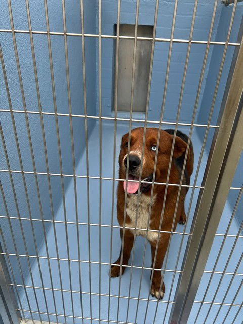 CHOCOLATE SHAKE - German Shepherd Dog available for adoption