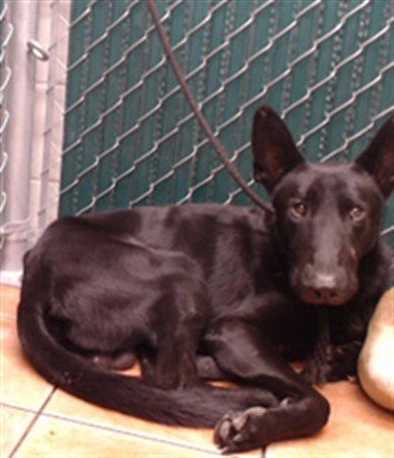 A5804226 - German Shepherd Dog available for adoption