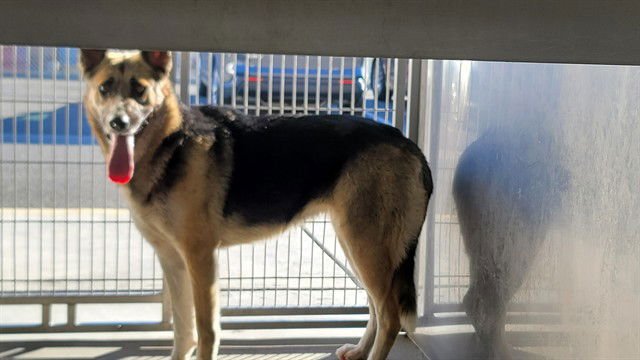 NIEVE - German Shepherd Dog available for adoption