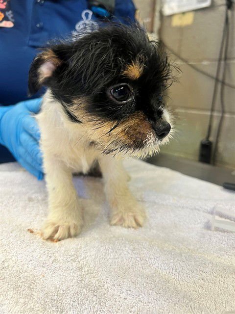 A5761891 - Terrier available for adoption