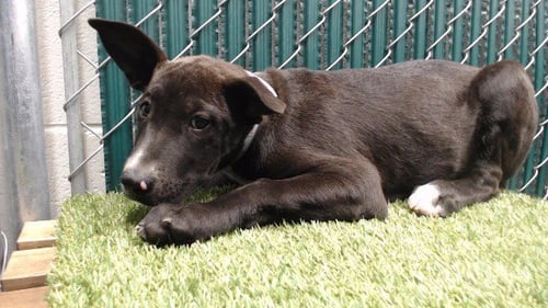 SLINKY - Labrador Retriever available for adoption