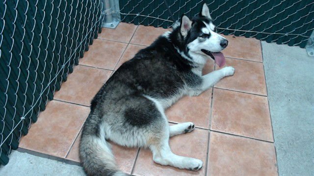 BLACKIE - Husky available for adoption