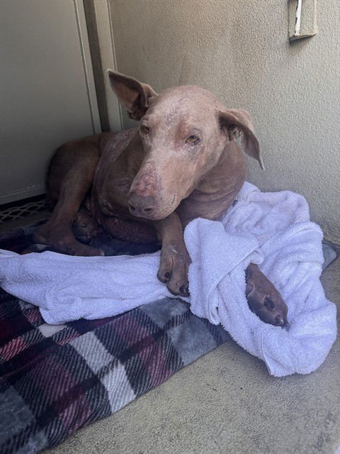 COCOVELLA - Doberman Pinscher available for adoption