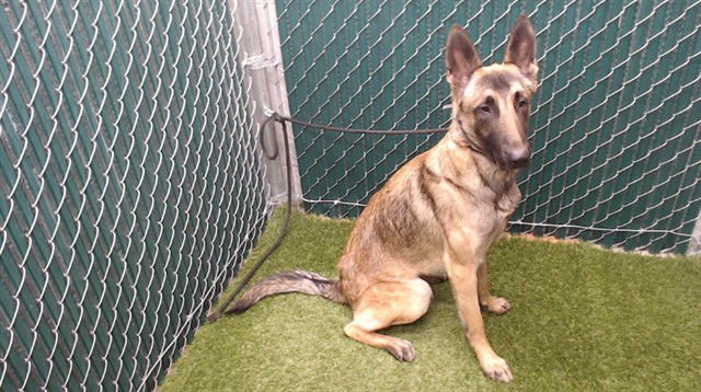 JULIANA - Belgian Shepherd Malinois available for adoption