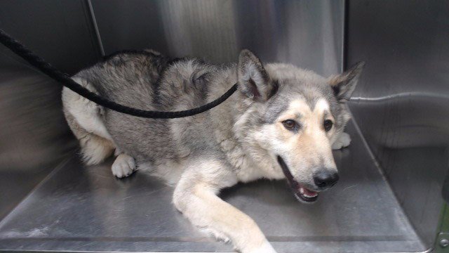 DAISY Image