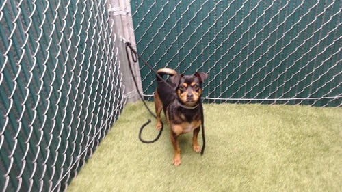 MIMI - Chihuahua available for adoption