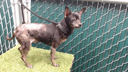 PIKE - Chihuahua available for adoption