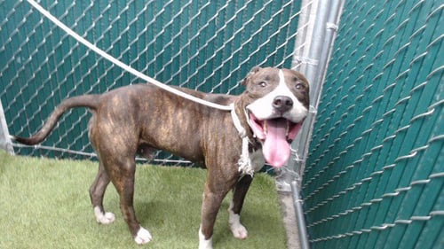 BENJI - Pit Bull Terrier available for adoption