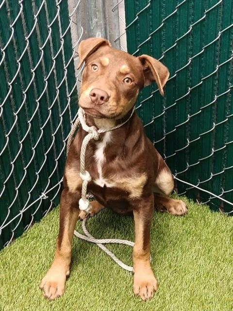 SNICKERS - Pit Bull Terrier available for adoption