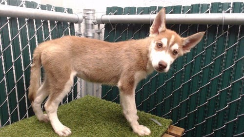 BERNICE - Siberian Husky available for adoption