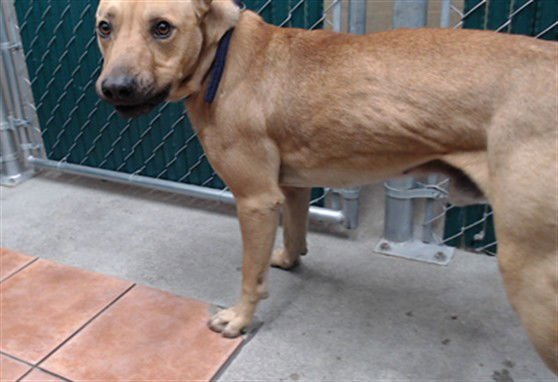 ERICK - German Shepherd Dog available for adoption