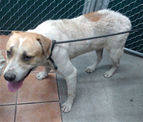 TOMMY - Pit Bull Terrier available for adoption