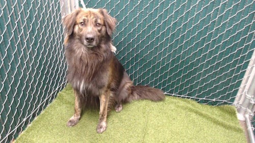 MAX - German Shepherd Dog / Golden Retriever available for adoption