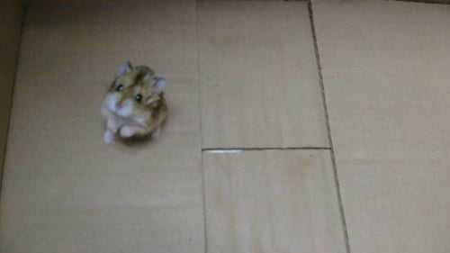 A5804014 - Hamster available for adoption