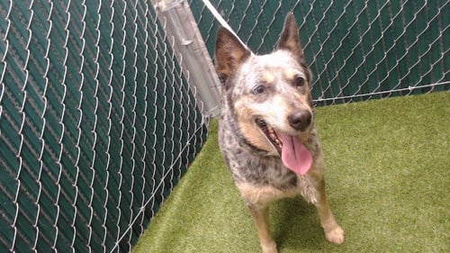 TILLY - Australian Cattle Dog/Blue Heeler available for adoption