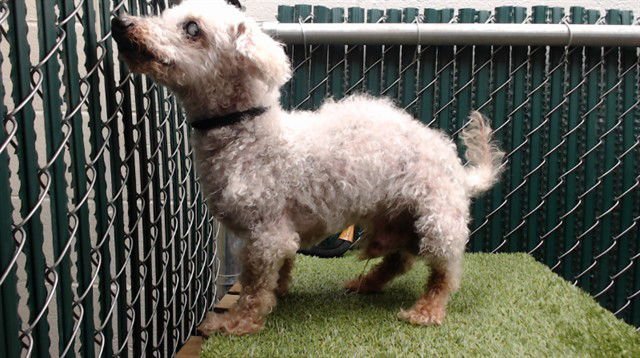 FRANKLIN - Poodle (Miniature) available for adoption