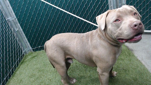 BLUEY - Pit Bull Terrier available for adoption