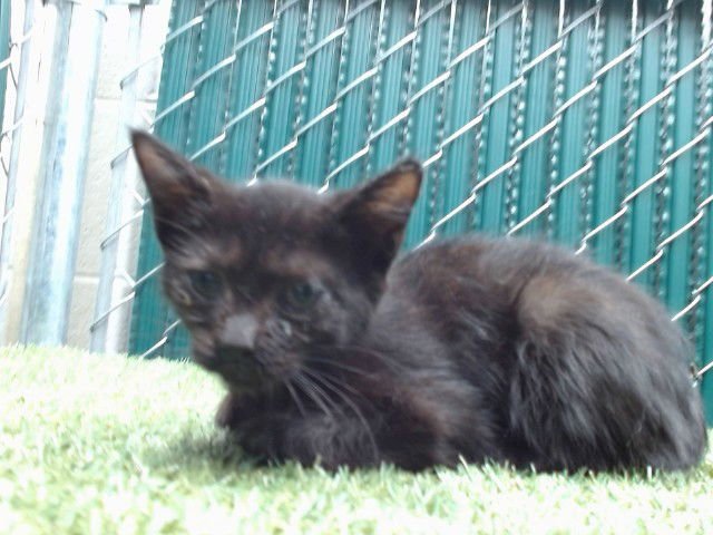 A5742962 - Domestic Short Hair available for adoption