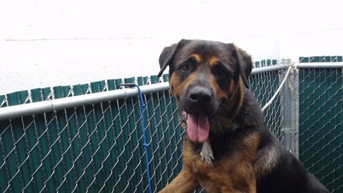A5796803 - Rottweiler available for adoption