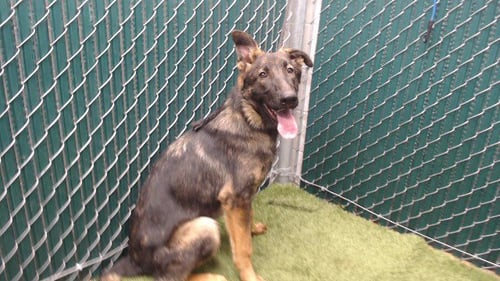 SULLY - German Shepherd Dog available for adoption