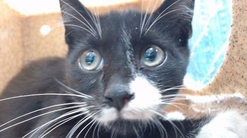 GIANNO - Domestic Short Hair available for adoption