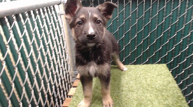 STONEY - German Shepherd Dog / Siberian Husky available for adoption