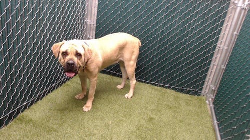 SUGAR - Mastiff available for adoption