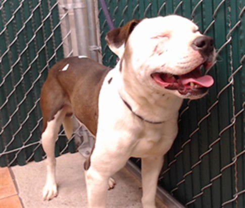 OSO - Pit Bull Terrier available for adoption