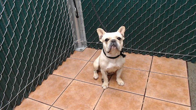 BUTTERCUP - French Bulldog available for adoption