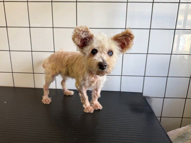 DAISY - Poodle (Miniature) available for adoption