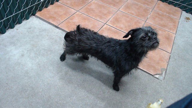 MARIBEL - Terrier available for adoption