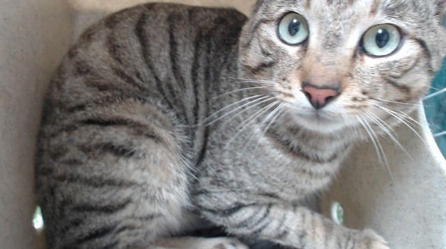 KALINE - Domestic Short Hair available for adoption