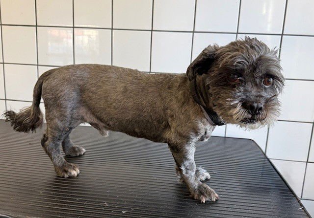 BOOGIE - Poodle (Miniature) available for adoption