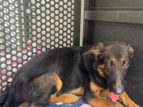 STUART - German Shepherd Dog available for adoption