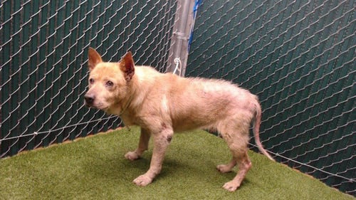 BROCK - Akita available for adoption