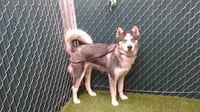 SADIE - Photo 1