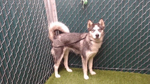 SADIE - Siberian Husky available for adoption