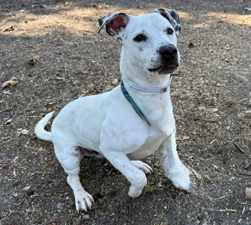 POLAR BEAR - Terrier available for adoption