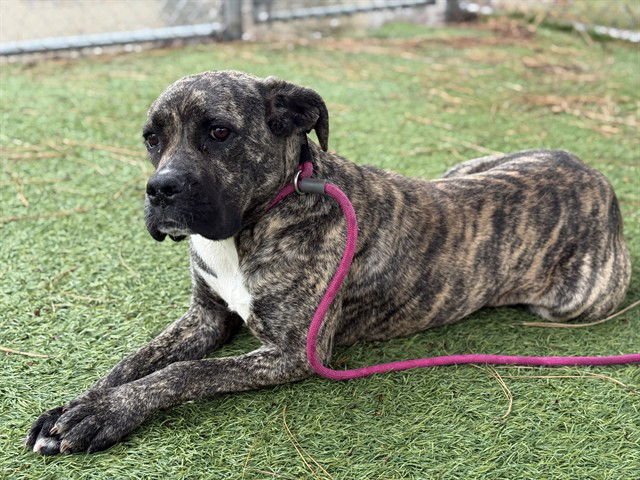 SEVYN - Pit Bull Terrier available for adoption