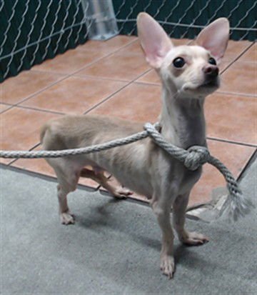 A5750078 - Chihuahua available for adoption