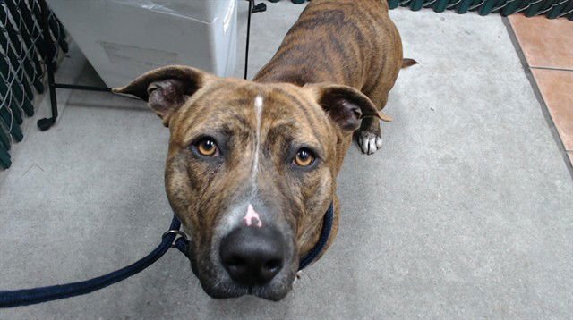 OSO - Pit Bull Terrier available for adoption