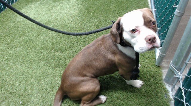 NALA - Pit Bull Terrier available for adoption