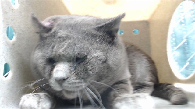 SIMON - Domestic Short Hair available for adoption