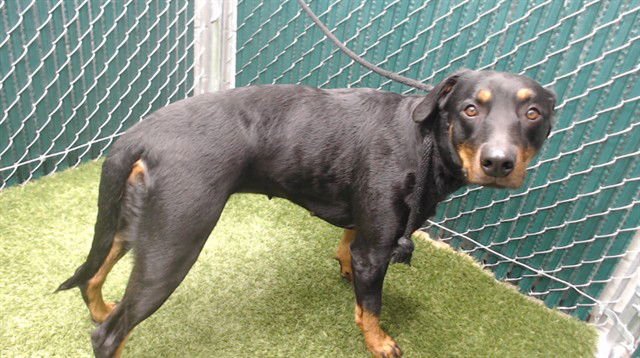 LITTLE DEBBIE - Doberman Pinscher available for adoption