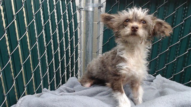 RACHEL - Terrier available for adoption