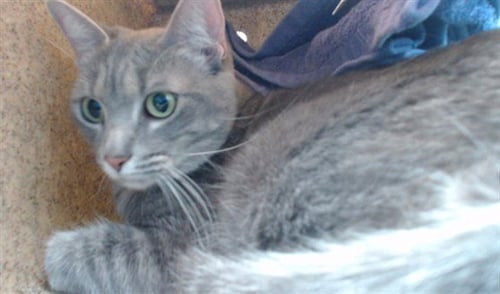 CLEO - Domestic Long Hair available for adoption