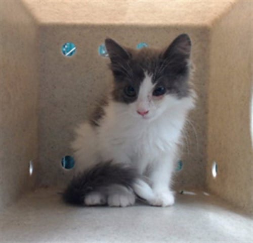 GERARD - Domestic Short Hair available for adoption