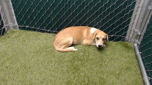 MONA - Pit Bull Terrier available for adoption